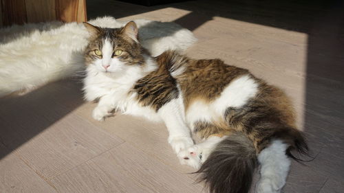 High angle view of cat resting on floor at home