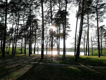 Trees in forest