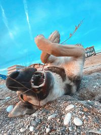 Dog lying down on pebbles