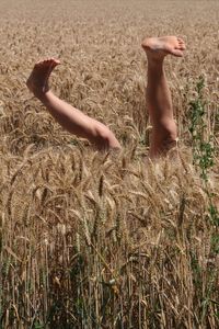 Low section of woman in wheat field