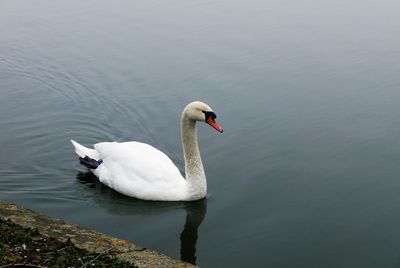 High angle view of swan swimming in lake