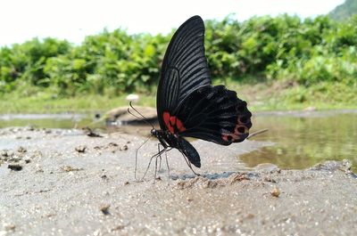 Close-up of butterfly on the ground