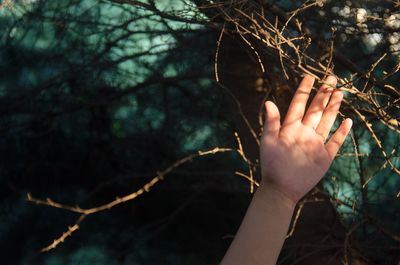 Close-up of hand on tree trunk in forest