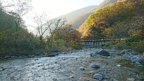 Scenic view of river in forest against sky