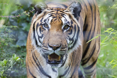 Close-up portrait of tiger