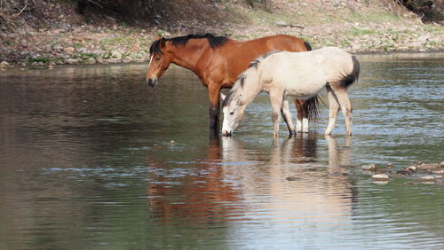 Horses in a lake