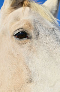 Close-up of a horse