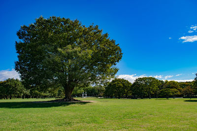 Trees on field against blue sky