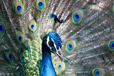 Close-up of peacock