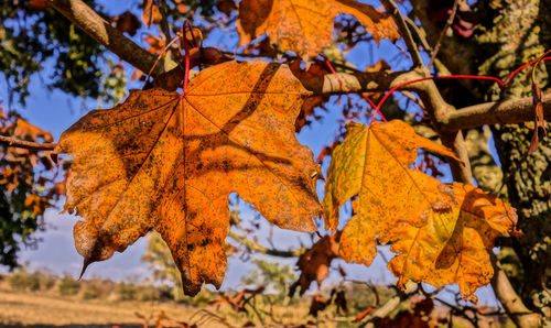 Low angle view of maple leaves on tree during autumn