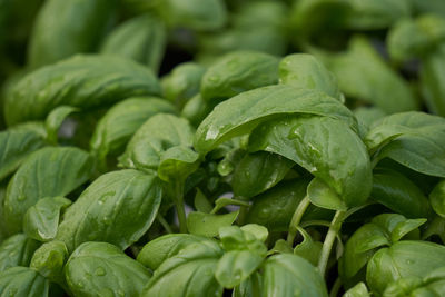 Basil for delicious recipes