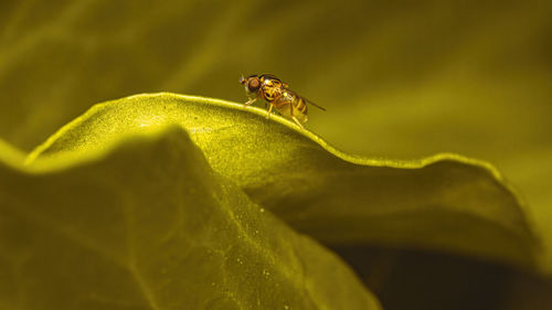 Close-up of insect on leaf