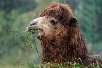 Close-up of horse