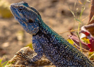 Close-up of a lizard