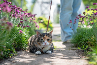 Three-colored serious cat on leash presses to ground among plants flowers, tensely looking around.