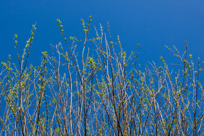 Low angle view of plants against blue sky