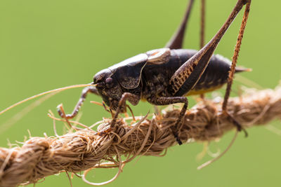 Close-up of insect