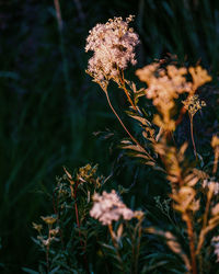 Close-up of wilted plant on field