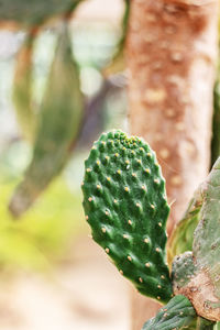 Close-up of prickly pear cactus