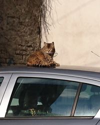 Cat looking through window