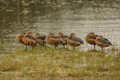 Ducks perching on land by lake