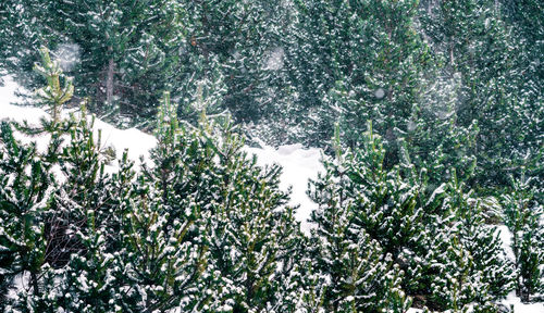 Trees on snow covered land