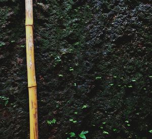 Close-up of tree trunk in forest