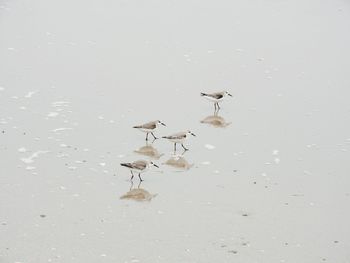 High angle view of waders on wet beach