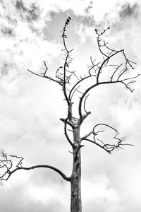 Low angle view of bare tree against sky