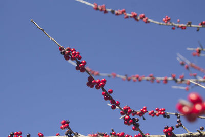 Low angle view of red flowers against clear blue sky