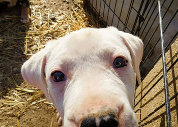 Close-up portrait of dog