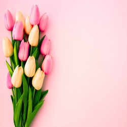 Close-up of pink tulips