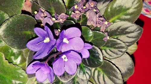 Close-up of purple flowers