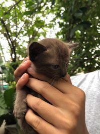 Midsection of person holding kitten