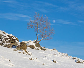 Low angle view of snowcapped tree against blue sky