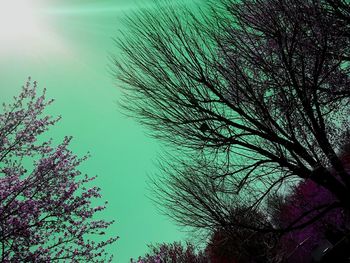 Low angle view of trees against sky