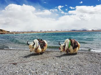 Yaks standing at beach against cloudy sky during winter