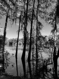 Silhouette trees by lake against sky