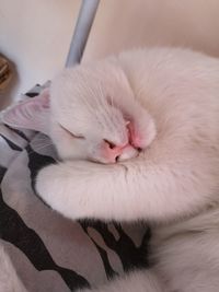 Close-up of cat sleeping on bed