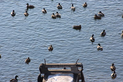 High angle view of swans swimming in lake