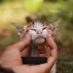 Cropped hand touching kitten