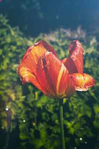 Close-up of wet orange day lily blooming outdoors