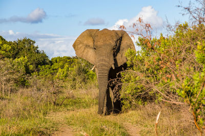 View of elephant on land against sky