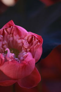 Close-up of pink rose flower