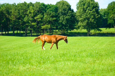 Horse in a field