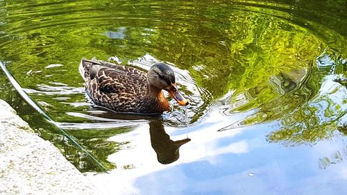 High angle view of duck swimming in lake