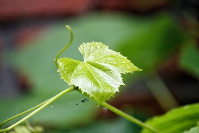 Close-up of plant leaves