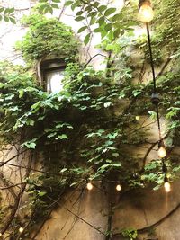 Low angle view of lantern hanging on tree