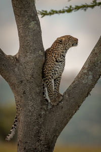 Leopard on tree trunk