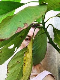 High angle view of insect on leaves